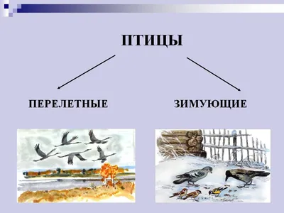 PPT - Зимующие и перелетные птицы PowerPoint Presentation - ID:4853063