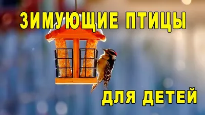 Лэпбуки Зимующие и перелётные птицы для дошкольников: как сделать своими  руками с помощью шаблонов