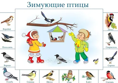 Раскраски Птицы зимующие и перелетные (28 шт.) - скачать или распечатать  бесплатно #15450