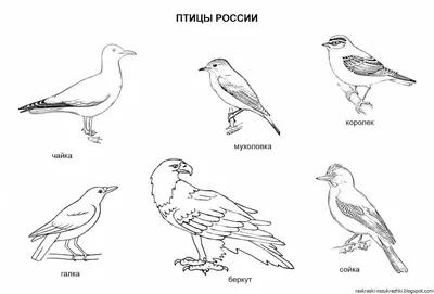 Картинки перелетных и зимующих птиц