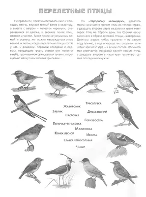 Всемирный день перелетных птиц проходит под девизом «Защитите птиц:  участвуйте в решении проблем пластического загрязнения» - Детский Портал  Знаний