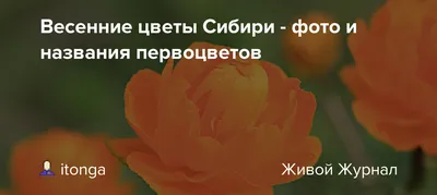 Конспект НОД:\"Первоцветы\".