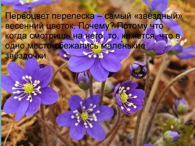 Что за цветы можно увидеть на тропах Крыма. Часть I - У горы Ильяс-Кая |  Пикабу