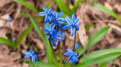 Первоцвет обыкновенный (Primula vulgaris). Фото на сайте \"Грибы: информация  и фотографии\"