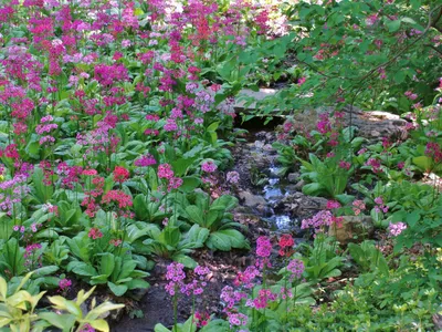 Первоцвет весенний (Primula veris L.)