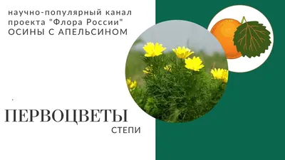 Февральские первоцветы | Новости подчиненных организаций | Управление  делами Президента Республики Беларусь