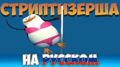 Пингвины мадагаскара прозрачный - PNG All