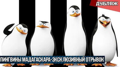 Обои на рабочий стол Пингвин удивленно расставил в стороны плавники, обои  для рабочего стола, скачать обои, обои бесплатно