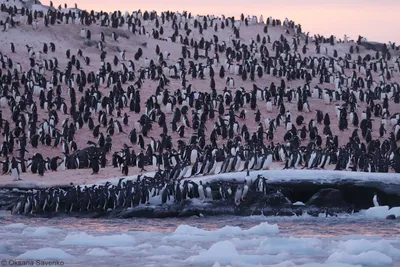 Rockhopper пингвинов Falkland Islands Стоковое Изображение - изображение  насчитывающей биографической, острова: 48247373