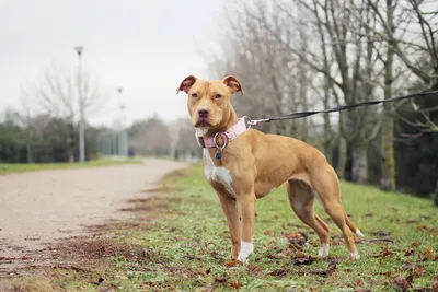 American Pit Bull Terrier im Porträt | zooplus