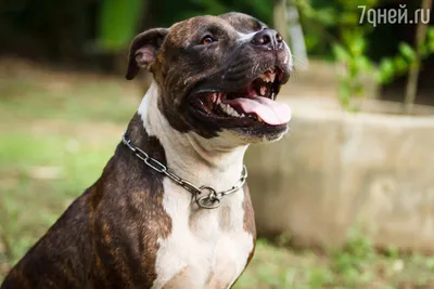 Why Pit Bulls Are Controversial - PetHelpful