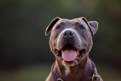 American Pitbull Terrier (Charakter, Ernährung, Pflege)