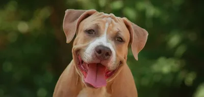 Premium Photo | A pitbull dog dressed in clothing associated with the hip  hop genre, ai-generated art work