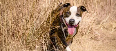 American Pitbull Terrier (Charakter, Ernährung, Pflege)