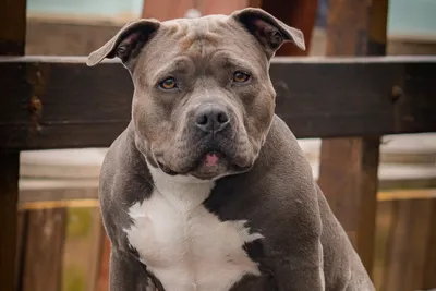 Funny image of a pitbull in a red suit giving a speech on stage on Craiyon