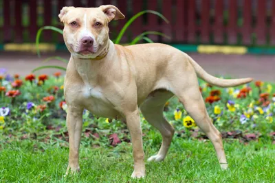 Adorable 3-Month-Old Pitbull Puppy