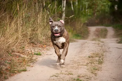 Pocket Pitbull Breed Guide: Everything You Need to Know - Wild Earth