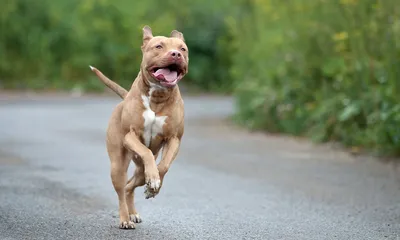 Pitbull Puppies | Facebook