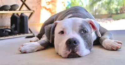 Pit Bull Puppies: Everything You Need to Know | The Dog People by Rover.com