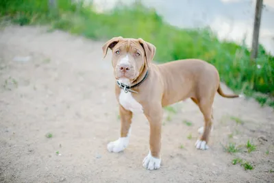 Black Pitbull Dog Purebred Stock-Foto | Adobe Stock