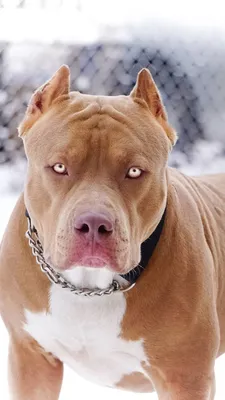 Hunde - Pitbull - Lucalina