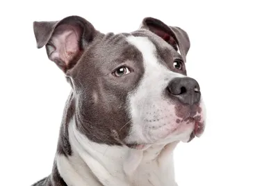 People Obsessed With Rare Pitbull and Husky Dog Mix: 'Where Can I Get One'