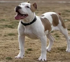 Pitbull Dog Breed Health, Training, Feeding, Puppies and Temperament -  PetGuide | PetGuide