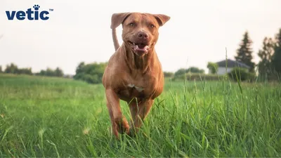 Pitbulls: Everything You Need to Know About the Pitbull Breed