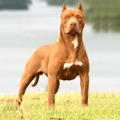 American Pit Bull Terrier Health and Care | PetMD