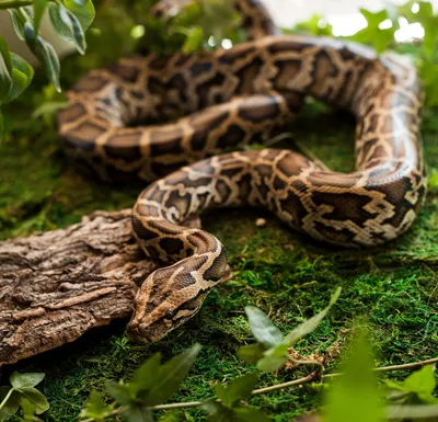 EXOPRIMA Python regius \"Fire\" Королевский питон, S-M (Германия) купить в  Москве в зоомагазине, цены - Сами с Усами