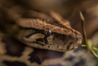 Snake королевский питон, или питон питона шарика Regius в оружиях девушки в  черных Semipersides Стоковое Фото - изображение насчитывающей девушка,  королевско: 98930364