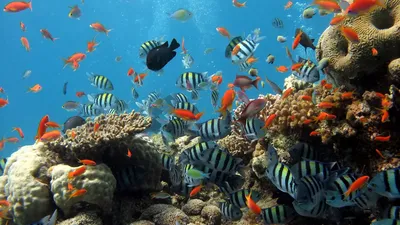 Охрана океана. Подводный мир нуждается в Вашей помощи! - Diving Atlantis  Tenerife