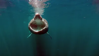 Картинки подводный мир морей и океанов (65 фото) » Картинки и статусы про  окружающий мир вокруг