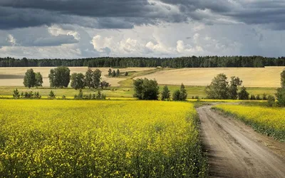 Рапсовые поля в Крыму - где и когда цветет рапс, фото - Азовский