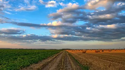 Лавандовые поля в Крыму: где найти и когда ехать (ФОТО)