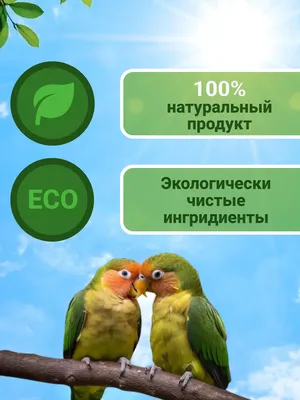 10 самых умных попугаев 🦜 в мире | Pet7