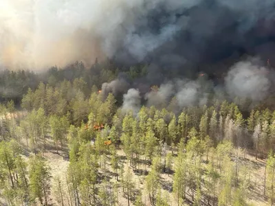 Пожарные остановили распространение лесного пожара в Абайской области |  Kazakhstan Today