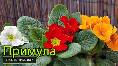 ❁ Примула в саду и на подоконнике ❁ GreenMarket