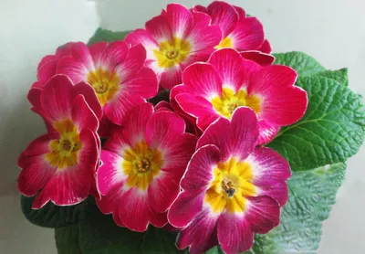 Примула бесстебельная махровая Квейкерс Боннет (Primula vulgaris Quakers  Bonnet)