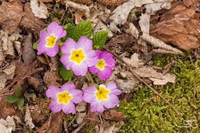 Примула комнатная – уход в домашних условиях и пересадка на клумбу 🌼 |  Сосед-Домосед | Дзен