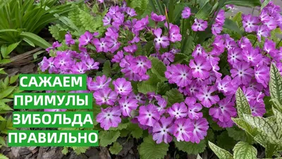 Примула — Продажа однолетних и двухлетних цветов в Харькове.