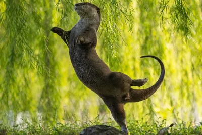 Картинки с природой и животными - 72 фото