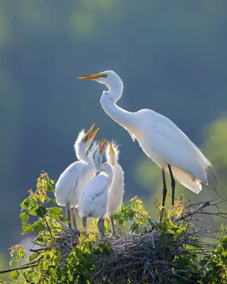 Лучшие фотографии дикой природы 2021 года