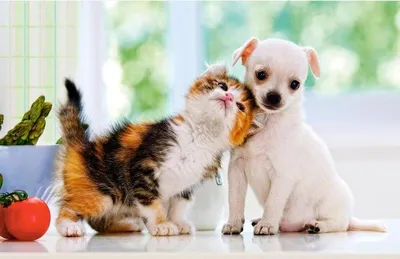 Фото щенка Котята шпицев Кошки собака животное