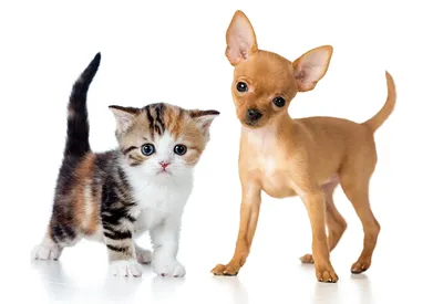 Котята и щенки. Подборка милейших фото | Кошки и собаки | Дзен