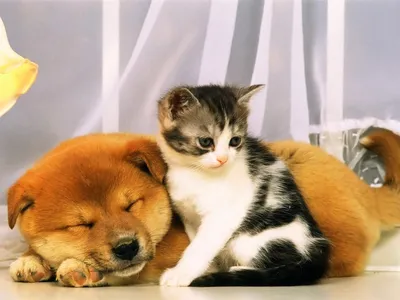 милый милый милый щенок с котенком, фото щенка и котенка, котенок, щенок  фон картинки и Фото для бесплатной загрузки
