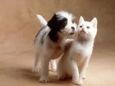 Котята и щенята (9 котят и 9 щенят…» — создано в Шедевруме