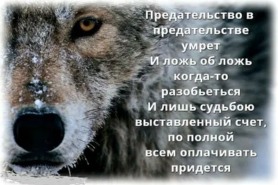 цитаты про ложь в отношениях со смыслом: 5 тыс изображений найдено в  Яндекс.Картинках | Цитаты о вдохновении, Самые смешные цитаты, Новые цитаты