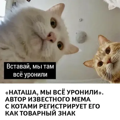 Наташа, вставай!». Бухгалтерский вариант знаменитых котов