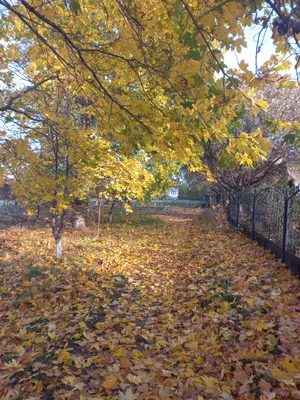 НАЙДИТЕ ВСЕ СЛОВА НА ТЕМУ ОСЕНЬ🍁 Одно из самых красивых времен года - это  осень. Мы составили для вас кроссворд, где вам нужно найти все… | Instagram